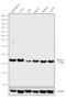 High Mobility Group Nucleosome Binding Domain 1 antibody, 720387, Invitrogen Antibodies, Western Blot image 