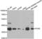 Pyruvate Dehydrogenase E1 Beta Subunit antibody, LS-C348996, Lifespan Biosciences, Western Blot image 