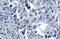 p21 antibody, GTX629543, GeneTex, Immunohistochemistry paraffin image 
