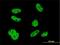 ELAV Like RNA Binding Protein 1 antibody, H00001994-M02, Novus Biologicals, Immunocytochemistry image 
