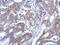 Ras Association Domain Family Member 4 antibody, NBP2-20090, Novus Biologicals, Immunohistochemistry paraffin image 