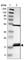 Peptidyl-TRNA Hydrolase 2 antibody, HPA012897, Atlas Antibodies, Western Blot image 