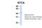 RNA 3'-Terminal Phosphate Cyclase antibody, 25-617, ProSci, Western Blot image 