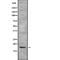 Thymic Stromal Lymphopoietin antibody, abx219159, Abbexa, Western Blot image 