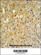 Cytochrome P450 Oxidoreductase antibody, 62-295, ProSci, Immunohistochemistry paraffin image 
