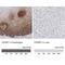 Fibroblast Growth Factor Binding Protein 1 antibody, NBP1-83904, Novus Biologicals, Immunohistochemistry frozen image 