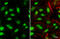 PBX Homeobox 1 antibody, GTX113242, GeneTex, Immunofluorescence image 
