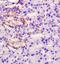 Family With Sequence Similarity 3 Member B antibody, orb10641, Biorbyt, Immunohistochemistry paraffin image 