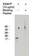 ELOV4 antibody, PA1-12913, Invitrogen Antibodies, Western Blot image 