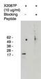 ELOVL Fatty Acid Elongase 4 antibody, PA1-12913, Invitrogen Antibodies, Western Blot image 