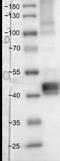 GA Binding Protein Transcription Factor Subunit Alpha antibody, H00002551-M03, Novus Biologicals, Western Blot image 