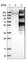 Ubiquitin Specific Peptidase 20 antibody, HPA006287, Atlas Antibodies, Western Blot image 