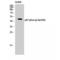 Neutrophil Cytosolic Factor 1 antibody, LS-C381426, Lifespan Biosciences, Western Blot image 