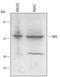 Nucleoredoxin antibody, AF5719, R&D Systems, Western Blot image 