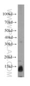 NADH:Ubiquinone Oxidoreductase Subunit C2 antibody, 15573-1-AP, Proteintech Group, Western Blot image 