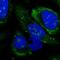 LSM Family Member 14B antibody, NBP2-14508, Novus Biologicals, Immunofluorescence image 