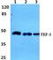 TEA Domain Transcription Factor 1 antibody, PA5-37075, Invitrogen Antibodies, Western Blot image 