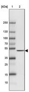 IST1 Factor Associated With ESCRT-III antibody, PA5-62981, Invitrogen Antibodies, Western Blot image 