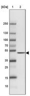 IST1 Factor Associated With ESCRT-III antibody, PA5-62981, Invitrogen Antibodies, Western Blot image 