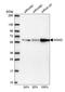 Non-POU Domain Containing Octamer Binding antibody, HPA054559, Atlas Antibodies, Western Blot image 