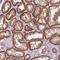 Adducin 1 antibody, HPA035873, Atlas Antibodies, Immunohistochemistry paraffin image 