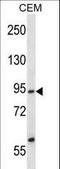 Structure Specific Recognition Protein 1 antibody, LS-C161522, Lifespan Biosciences, Western Blot image 