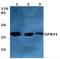 Succinate Receptor 1 antibody, NBP1-00861, Novus Biologicals, Western Blot image 