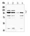 Anillin Actin Binding Protein antibody, A03997-1, Boster Biological Technology, Western Blot image 