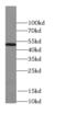 Septin 11 antibody, FNab07719, FineTest, Western Blot image 
