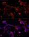 Deoxyribonuclease 1 Like 1 antibody, 14-819, ProSci, Immunofluorescence image 