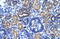 Ring Finger Protein 141 antibody, orb324548, Biorbyt, Immunohistochemistry paraffin image 