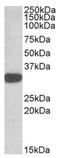 TOR Signaling Pathway Regulator antibody, AP20167PU-N, Origene, Western Blot image 