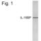 Interleukin 18 Binding Protein antibody, PA1-4118, Invitrogen Antibodies, Western Blot image 