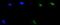 Zic Family Member 2 antibody, A03936-2, Boster Biological Technology, Immunofluorescence image 