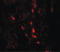 Arylsulfatase B antibody, LS-B10126, Lifespan Biosciences, Immunofluorescence image 