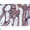 Glycogen Synthase Kinase 3 Beta antibody, LS-C814212, Lifespan Biosciences, Immunohistochemistry paraffin image 