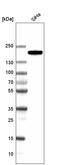 CAP-Gly Domain Containing Linker Protein 1 antibody, AMAb91319, Atlas Antibodies, Western Blot image 