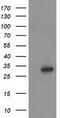 Homeobox C11 antibody, TA502573, Origene, Western Blot image 