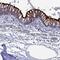 Transmembrane Protein 161A antibody, NBP1-93975, Novus Biologicals, Immunohistochemistry paraffin image 