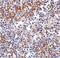 Interferon Induced With Helicase C Domain 1 antibody, PA5-20337, Invitrogen Antibodies, Immunohistochemistry frozen image 