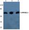 Calcium/Calmodulin Dependent Protein Kinase II Gamma antibody, A04046-1, Boster Biological Technology, Western Blot image 