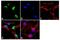 Forkhead Box A2 antibody, 701698, Invitrogen Antibodies, Immunofluorescence image 