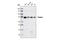 Radixin antibody, 2636S, Cell Signaling Technology, Western Blot image 