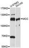 MCC Regulator Of WNT Signaling Pathway antibody, LS-C748877, Lifespan Biosciences, Western Blot image 