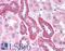 HNF1 Homeobox A antibody, LS-B4676, Lifespan Biosciences, Immunohistochemistry frozen image 