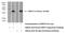 WD Repeat And FYVE Domain Containing 3 antibody, 25134-1-AP, Proteintech Group, Western Blot image 