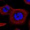 Tetratricopeptide Repeat Domain 39A antibody, HPA043440, Atlas Antibodies, Immunofluorescence image 