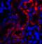 Transient Receptor Potential Cation Channel Subfamily V Member 4 antibody, 7695, ProSci, Immunofluorescence image 