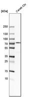 Immunoglobulin superfamily member 8 antibody, HPA011917, Atlas Antibodies, Western Blot image 
