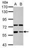Glypican 5 antibody, NBP2-14968, Novus Biologicals, Western Blot image 